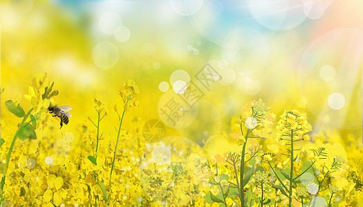 蜜蜂油菜花春天背景设计图片