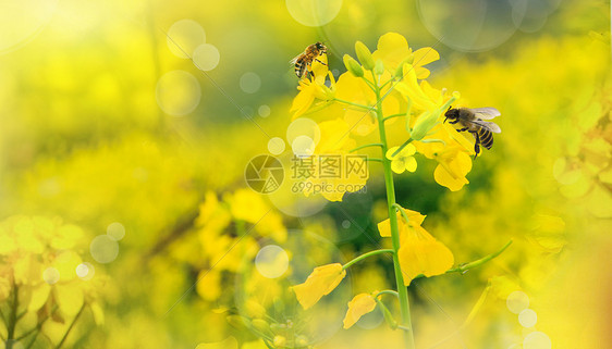 春天油菜花图片