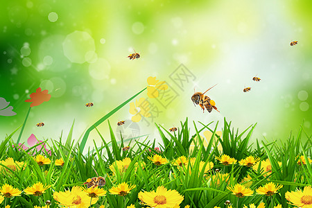 蜜蜂花丛春天花卉背景设计图片