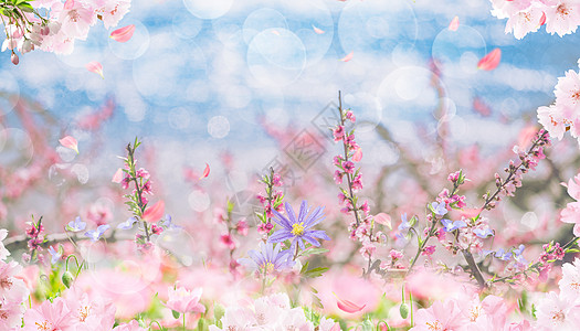 桃花风景春天花卉背景设计图片