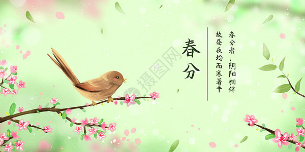 春天春分节气候鸟停在开花的树梢上背景图片