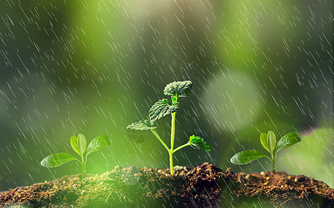 雨水灌溉春天小禾苗设计图片