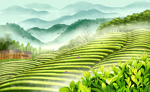 勐海茶山谷雨茶山采茶插画