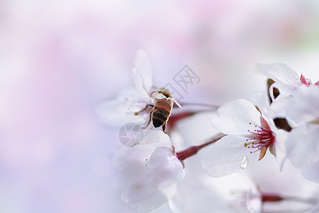 浪漫樱花花开樱花季高清图片