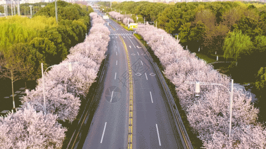 蓝花楹大道4K航拍城市樱花道路GIF高清图片