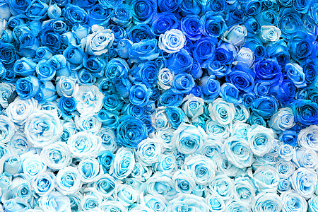 蓝色玫瑰花鲜花墙设计图片