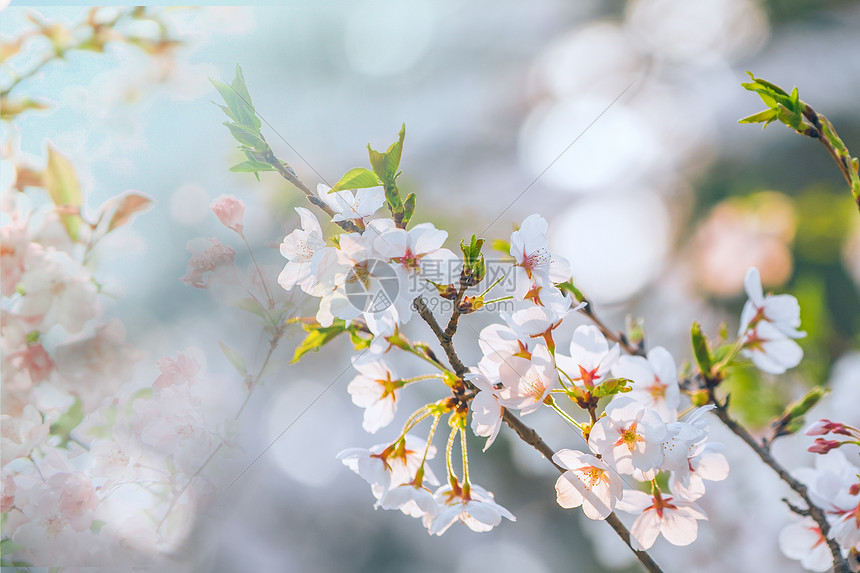 樱花节图片