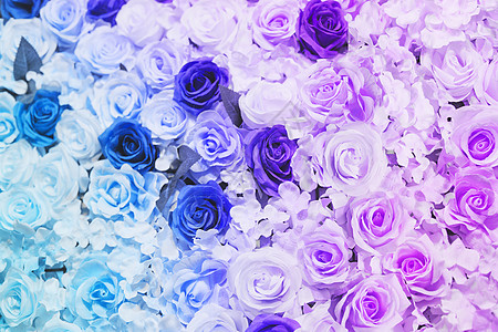 蓝色玫瑰花鲜花墙背景设计图片