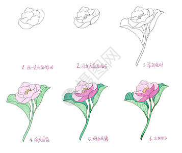 母亲节花卉简笔画教程背景图片