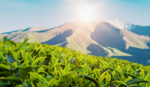 茶文化背景图片