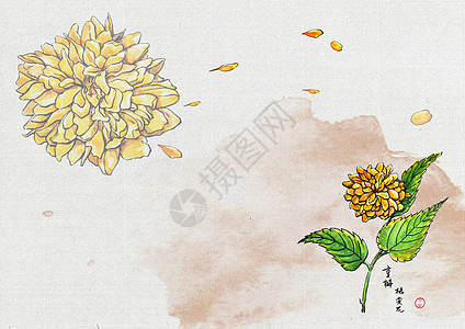 橘红色五瓣花朵插画 橘红色五瓣花朵卡通 橘红色五瓣花朵插图 手绘 板绘 摄图网 橘红色五瓣花朵插画 橘红色五瓣花朵卡通 橘红色五瓣花朵插图 手绘 板绘 摄图网