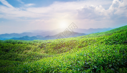 茶文化背景背景图片