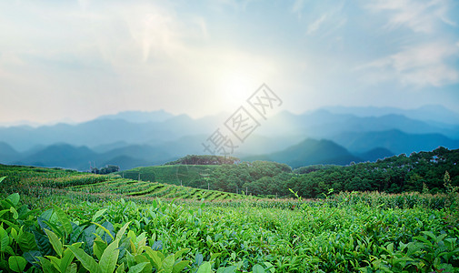 雨天茶园茶文化背景设计图片