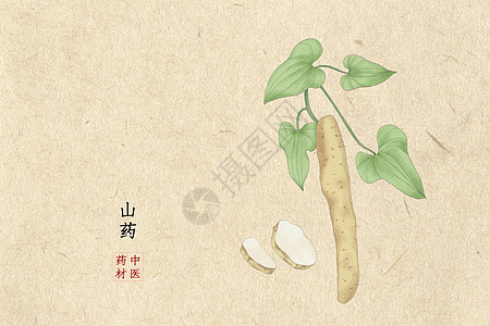 山药薄片山药插画