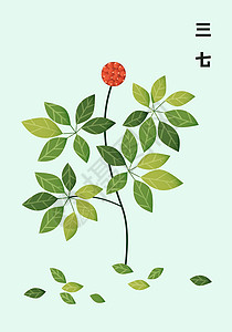 中草药扁平插画三七图片素材