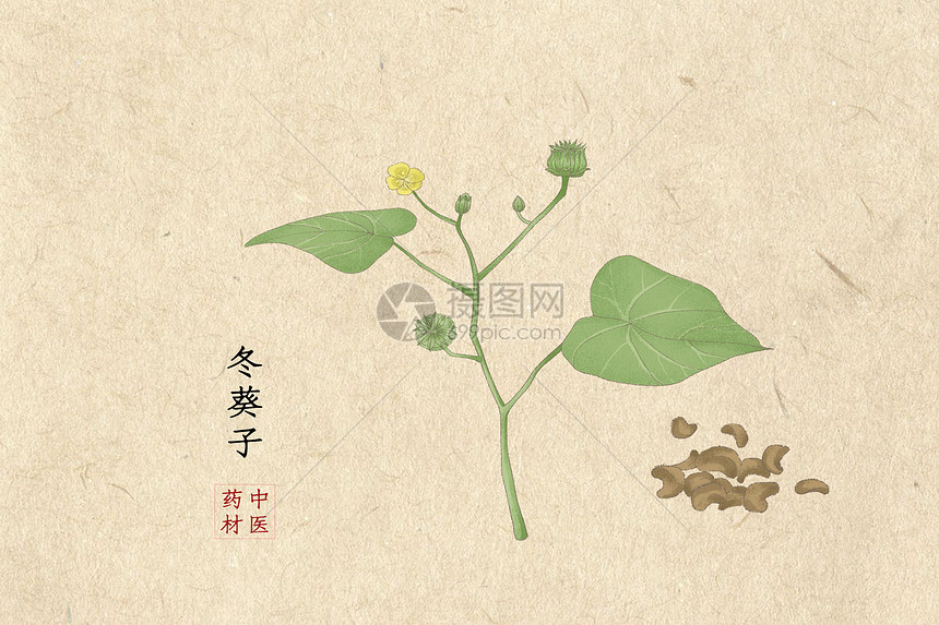 冬葵子插画图片下载 正版图片 摄图网
