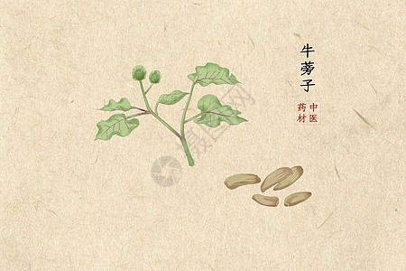 牛蒡图片 牛蒡素材 牛蒡高清图片 摄图网图片下载