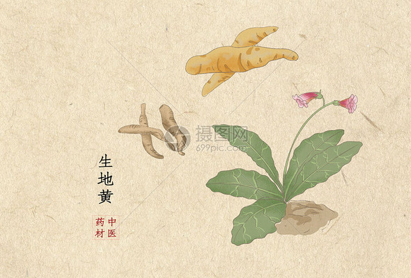 中草药插画高清图库