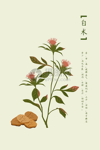 中草药白术图片