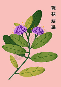 中草药扁平插画裸花紫珠图片