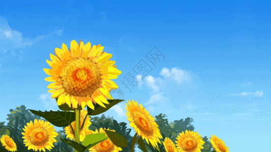 太阳花夏天蓝天白云向日葵夏至背景GIF高清图片