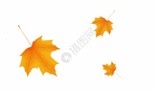 秋天元素枫叶gif动图高清图片