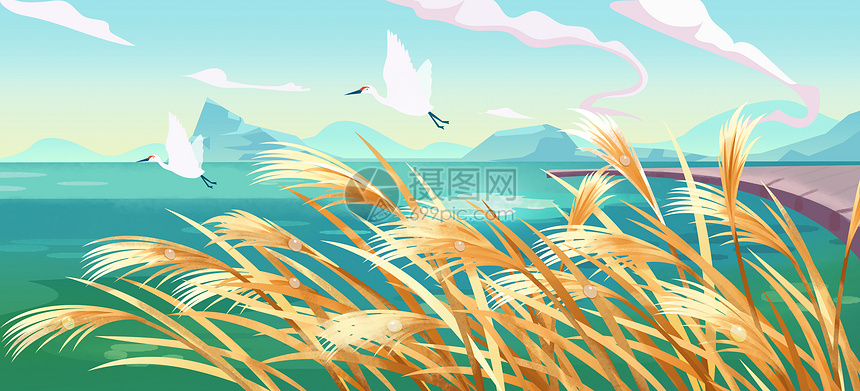 白露芦苇插画