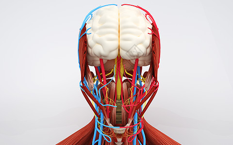 医疗人体器官大脑背景图片