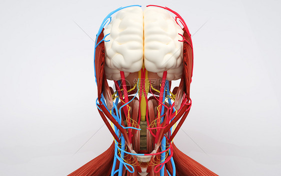 医疗人体器官大脑图片