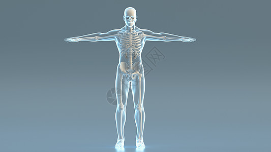 人体侧面骨骼结构3D人体结构模型设计图片