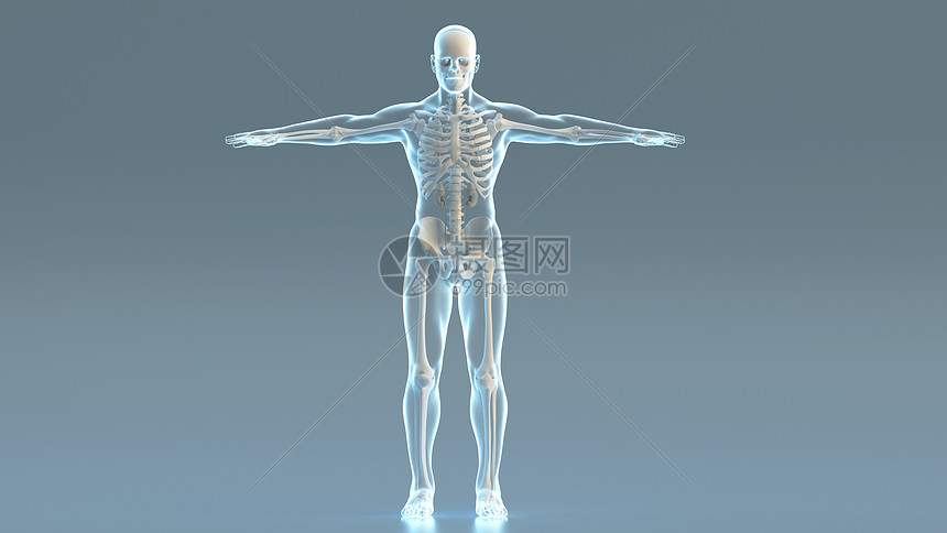 3d人体结构模型图片素材 正版创意图片 摄图网
