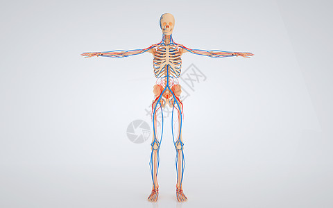 人体血管骨骼图片