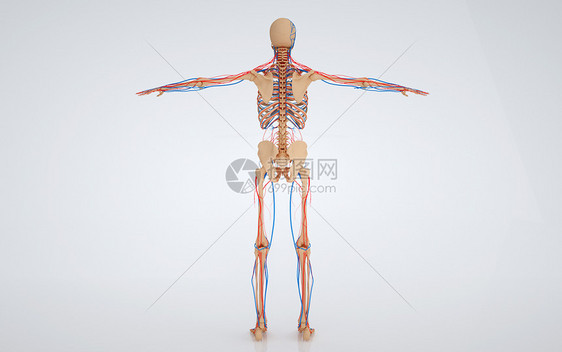 人体医疗骨骼图片