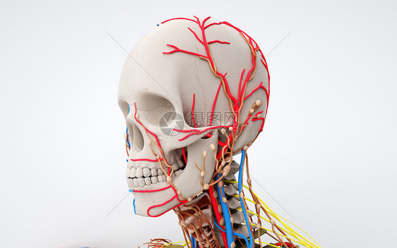 人体头部器官结构图片
