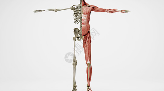 人体骨骼肌肉场景图片
