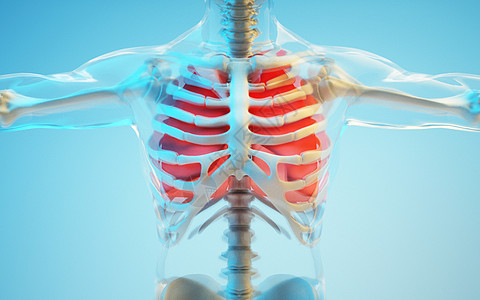 人体胸骨健康肺部设计图片