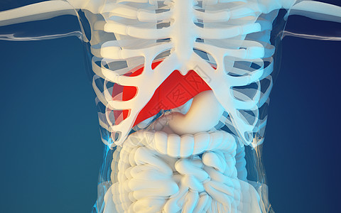 肠子人体肝脏疾病设计图片