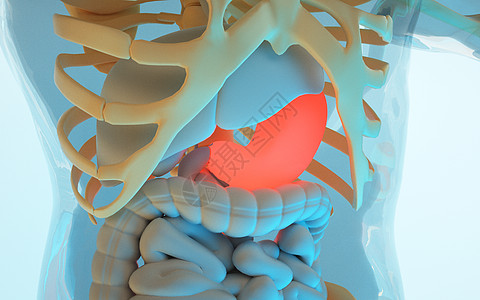 肠道模型人体胃部结构疾病设计图片