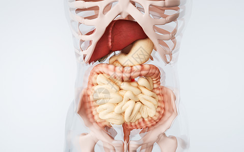 人体内脏结构背景图片