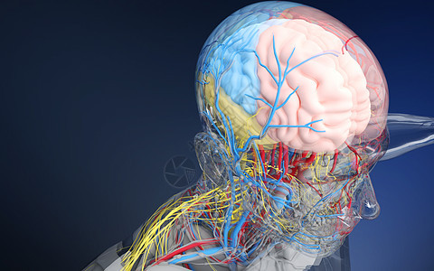 人体脑部器官结构组织图片