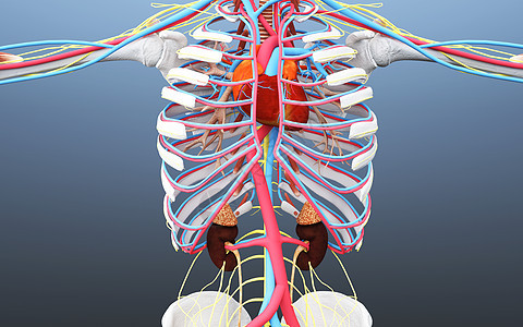 人体心脏肾脏血循环图片