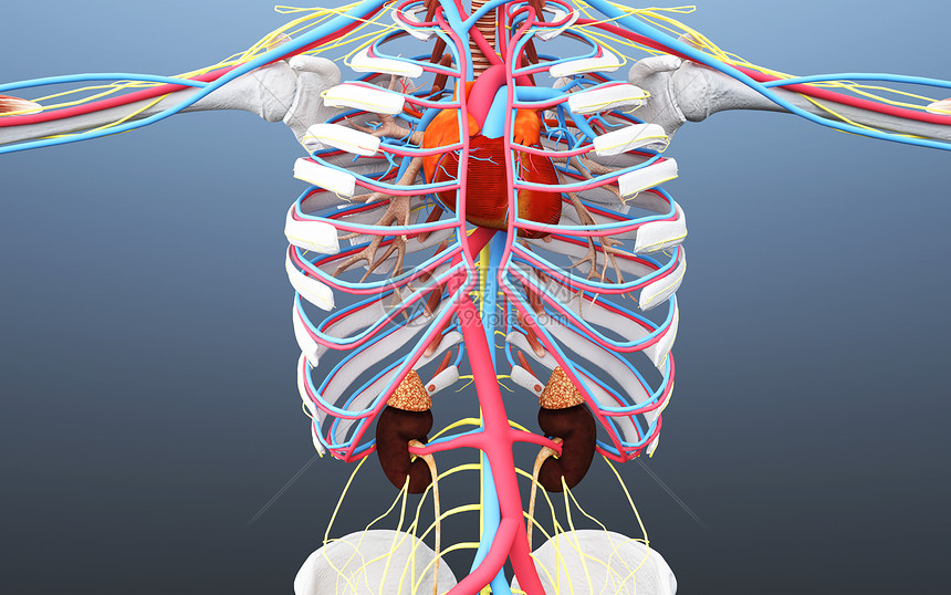 人体心脏肾脏血循环图片