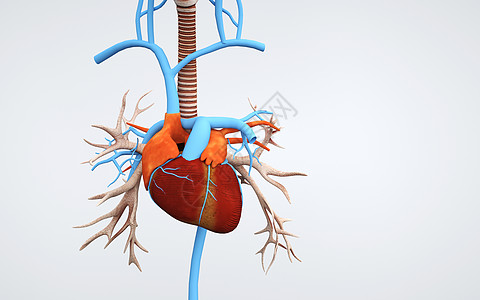 器官组织人体心脏器官结构设计图片