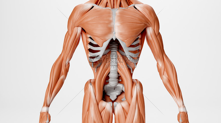 人体骨骼肌肉场景图片