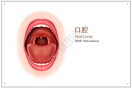 口腔腭和咽前面观医疗插画图片