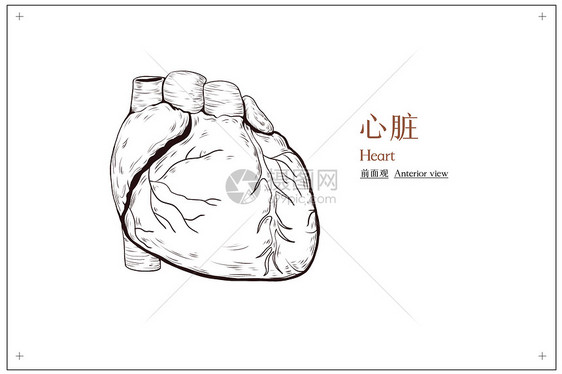 心脏外部结构前面观医疗插画图片