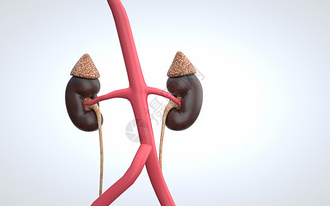 内分泌系统人体肾脏设计图片