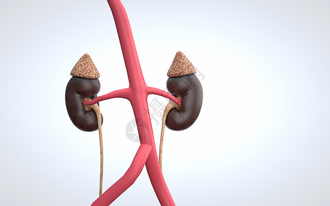 人体肾脏背景图片