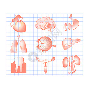 人体器官内脏合集手绘插画图片