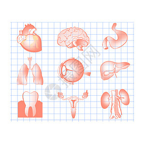 人体器官内脏合集手绘插画图片